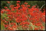 Fire shrub (52kb)