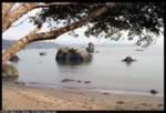Tioga Bay Beach (43kb)